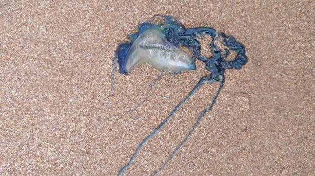 Mga epektong dara kan blue bottle jellyfishes sa mga tawo, tinawan-doon ...